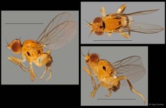 Cadrema sp. "NUS Reg.0037 03-01-15"