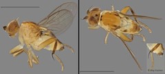 Cadrema sp. "ZRCBDP0019984 (GC147)" • © Ang Yuchen • All Rights Reserved
