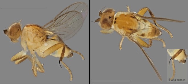 Cadrema sp. "ZRCBDP0019984 (GC147)"