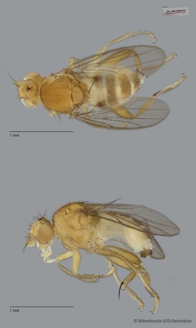 Cadrema sp. "ZRCBDP0019984 (GC147)"