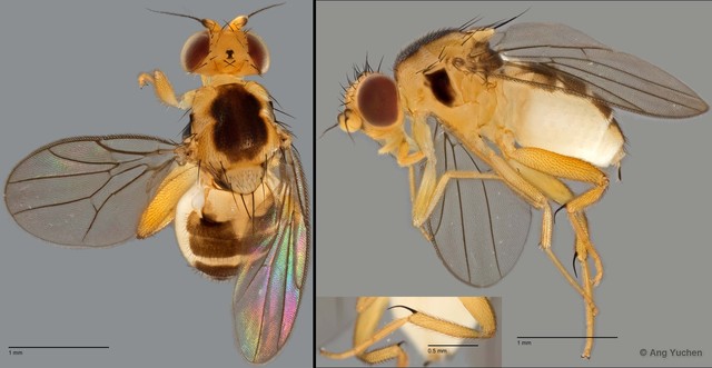 Cadrema sp. "ZRCBDP0020033 (GC255)" • © Ang Yuchen • All Rights Reserved