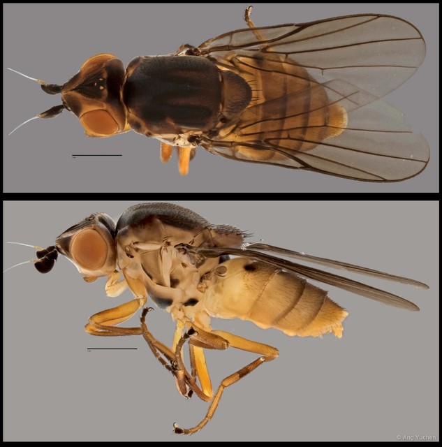 Chlorops sp. "NUS Reg.0013 22-04-15" • © Ang Yuchen • All Rights Reserved