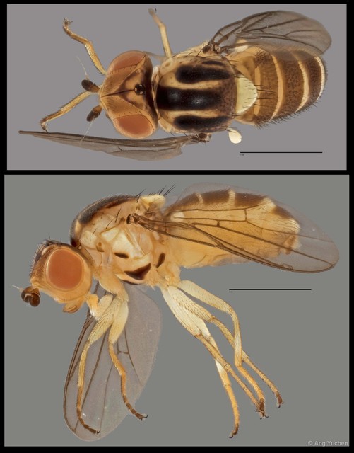 Chlorops sp. "NUS Reg.0045 17-06-15" • © Ang Yuchen • All Rights Reserved
