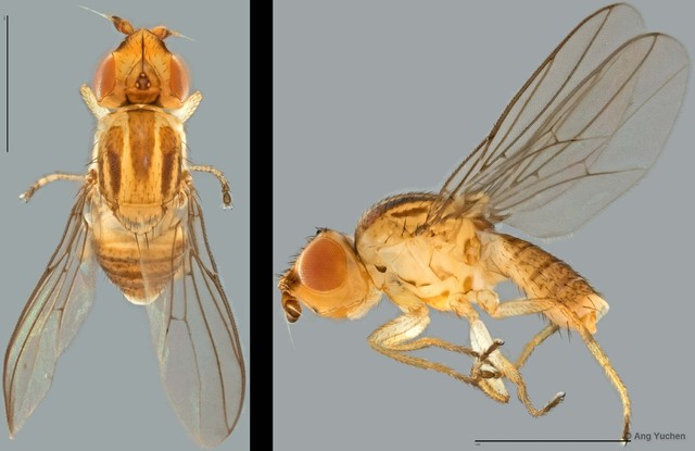 Chlorops sp. "ZRCBDP0025335 (CG381)" • © Ang Yuchen • All Rights Reserved