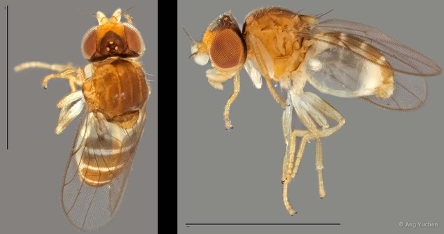 Conioscinella sp. "NS2 Reg.30465 05-03-14" • © Ang Yuchen • All Rights Reserved
