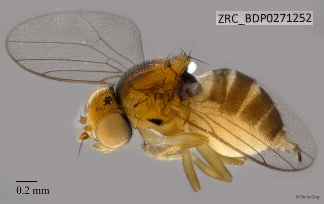 Conioscinella sp. "ZRCBDP0271252" • © Rene Ong • All Rights Reserved