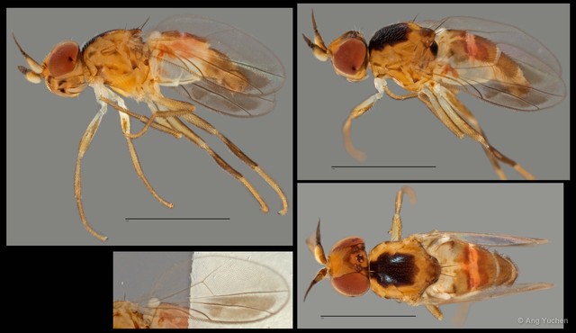 Gampsocera sp. "NUS Reg.0064 15-07-15" • © Ang Yuchen • All Rights Reserved
