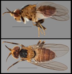 Gampsocera sp. "NUS Reg.0105"