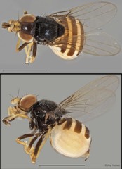 Gaurax sp. "NS1 Reg.29780 06-03-13"