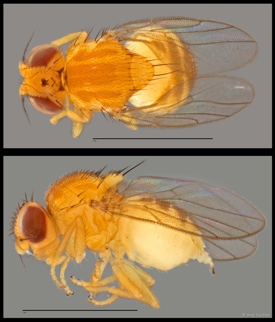 Gaurax sp. "NUS Reg.0065 22-07-15" • © Ang Yuchen • All Rights Reserved