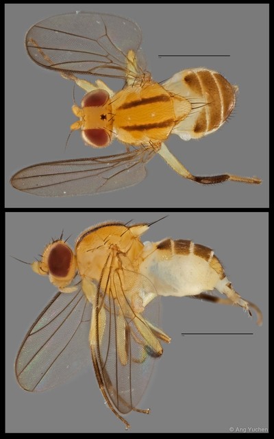 Gaurax sp. "NUS Reg.0097 16-09-15" • © Ang Yuchen • All Rights Reserved