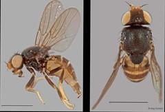 Gaurax sp. "ZRCBDP0019768 (GC103)" • © Ang Yuchen • All Rights Reserved