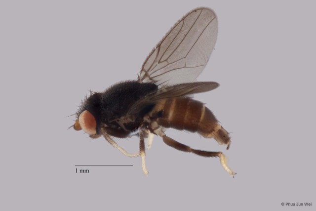 Gaurax sp. "ZRCBDP0019768 (GC103)"