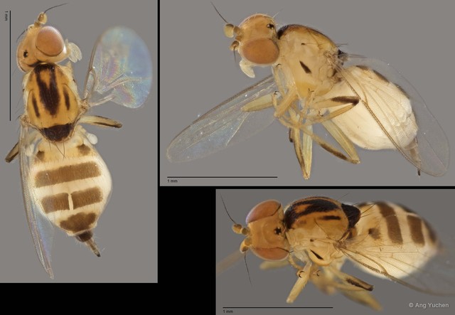 Gaurax sp. "ZRCBDP0019860 (GC199)" • © Ang Yuchen • All Rights Reserved