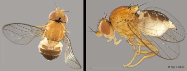 Gaurax sp. "ZRCBDP0019925 (GC219)" • © Ang Yuchen • All Rights Reserved