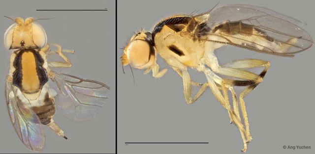 Gaurax sp. "ZRCBDP0020024" • © Ang Yuchen • All Rights Reserved