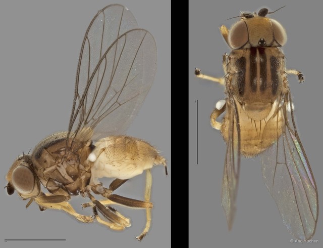 Gaurax sp. "ZRCBDP0020026 (GC2536/151)" • © Ang Yuchen • All Rights Reserved