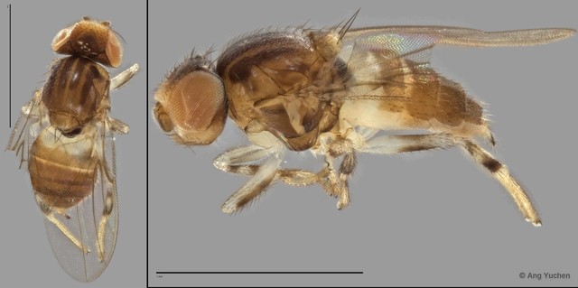 Gaurax sp. "ZRCBDP0021394 (GC192)" • © Ang Yuchen • All Rights Reserved