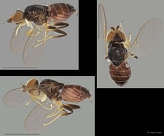 Gaurax sp. "ZRCBDP0021396 (GC511)"