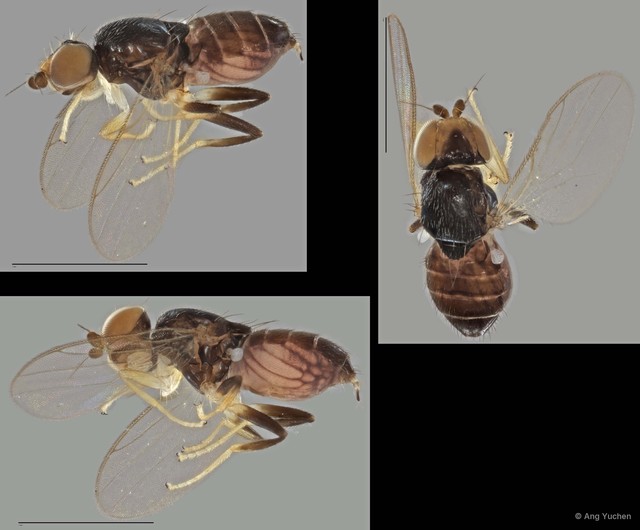 Gaurax sp. "ZRCBDP0021396 (GC511)" • © Ang Yuchen • All Rights Reserved