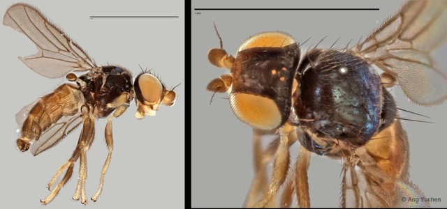 Gaurax sp. "ZRCBDP0025189 (GC126)" • © Ang Yuchen • All Rights Reserved