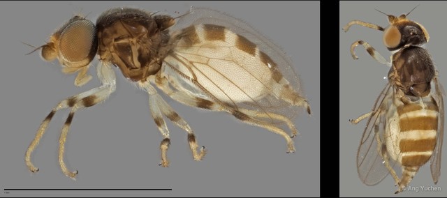 Gaurax sp. "ZRCBDP0025204 (GC333)" • © Ang Yuchen • All Rights Reserved