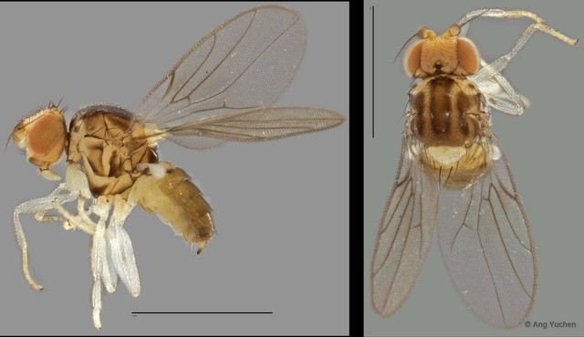 Gaurax sp. "ZRCBDP0025321" • © Ang Yuchen • All Rights Reserved