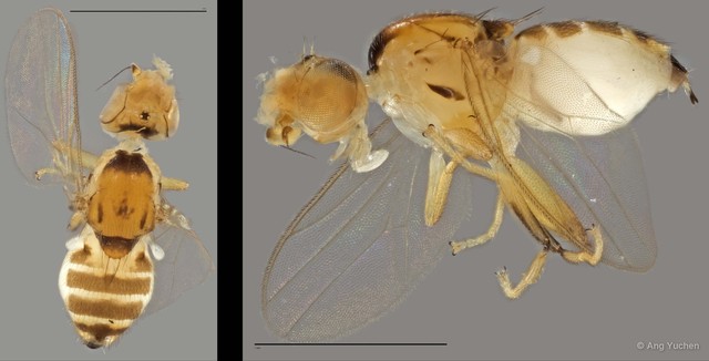 Gaurax sp. "ZRCBDP0025705 (GC518)" • © Ang Yuchen • All Rights Reserved
