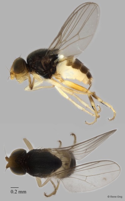 Hippelates sp. "8645"