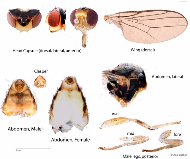 Hippelates proboscideus • © Ang Yuchen • All Rights Reserved