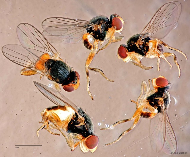 Hippelates proboscideus