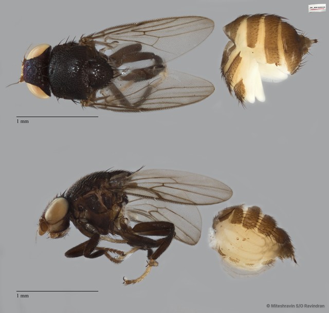 Lasiambia sp. "ZRCBDP0103120" • © Miteshravin S/O Ravindran • All Rights Reserved