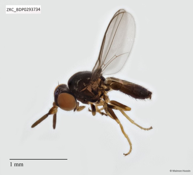 Neoloxotaenia sp. "ZRCBDP0292618" • © Maimon Hussin • All Rights Reserved