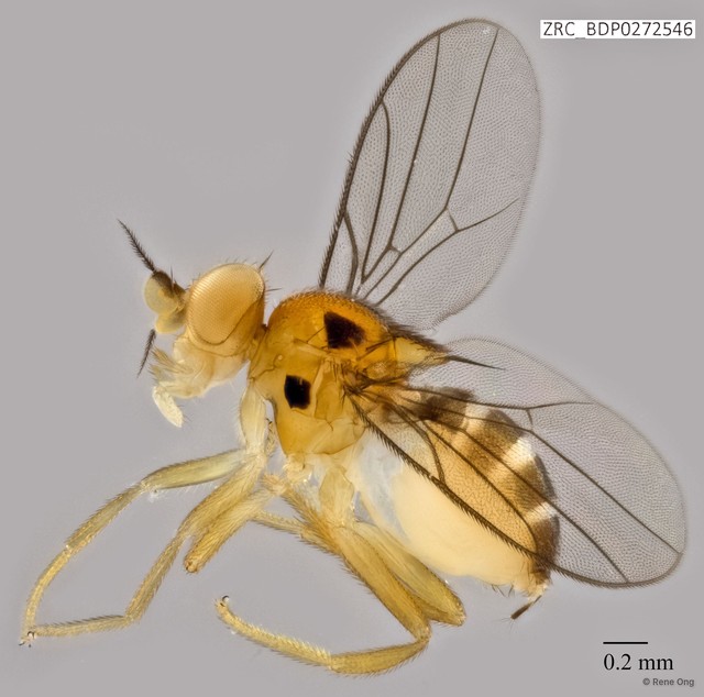 Pseudogaurax sp. "ZRCBDP0272546" • © Rene Ong • All Rights Reserved