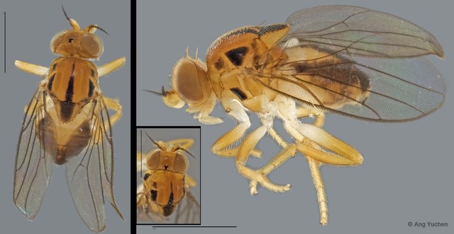 Pseudogaurax sexnotatus • © Ang Yuchen • All Rights Reserved