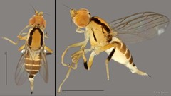 Pseudogaurax striatus Ismay & Ang, 2019