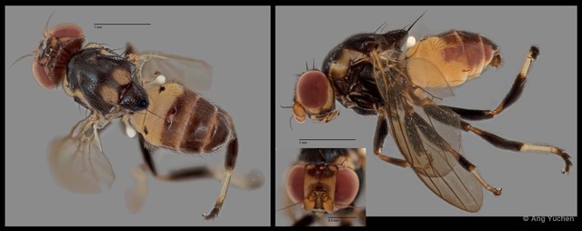 Psilacrum sp. "NS1 Reg.29794 13-03-15" • © Ang Yuchen • All Rights Reserved