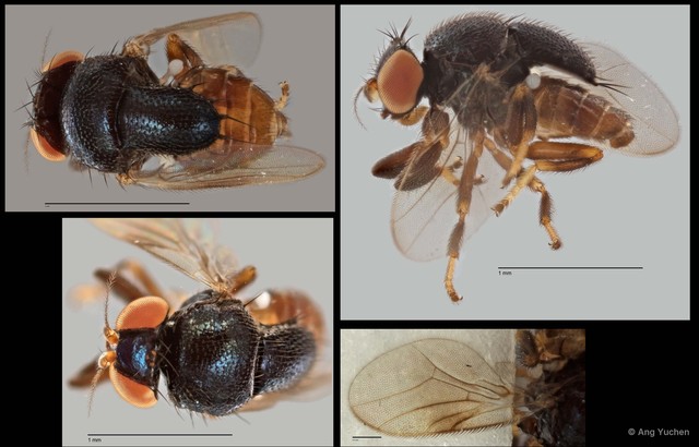 Rhodesiella sp. "NS2 Reg.29403 15-08-12" • © Ang Yuchen • All Rights Reserved