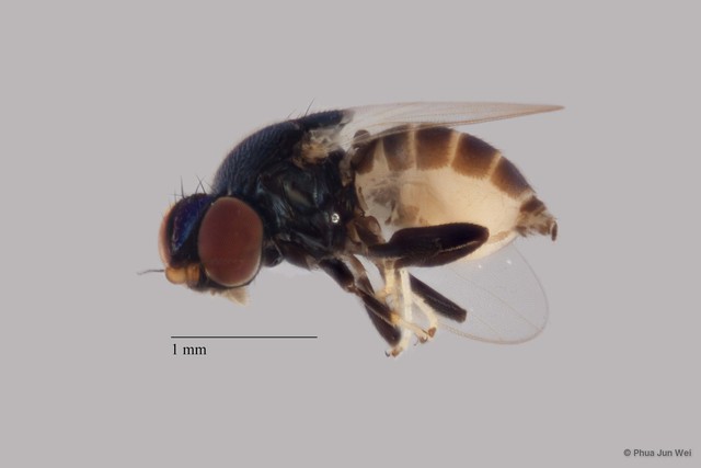 Rhodesiella sp. "ZRCBDP0025242 (GC2519/344)"
