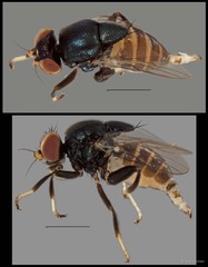 Rhodesiella sp. "ZRCBDP0025520 (GC473)"