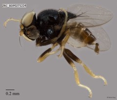 Rhodesiella sp. "ZRCBDP0271224"