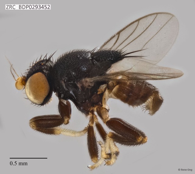 Rhodesiella sp. "ZRCBDP0293452" • © Rene Ong • All Rights Reserved