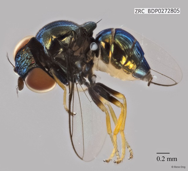 Thressa sp. "ZRCBDP0272805" • © Rene Ong • All Rights Reserved