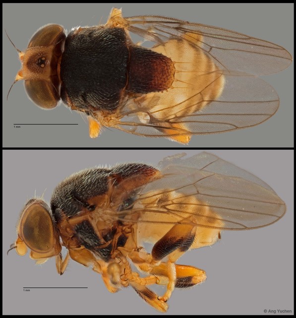 Thyridula sp. "ZRCBDP0025732 (GC529)" • © Ang Yuchen • All Rights Reserved
