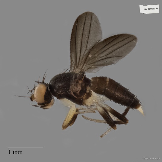 Clusiidae sp. "ZRCBDP0019828" • © Maimon Hussin • All Rights Reserved