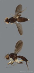 Clusiidae sp. "ZRCBDP0092276"