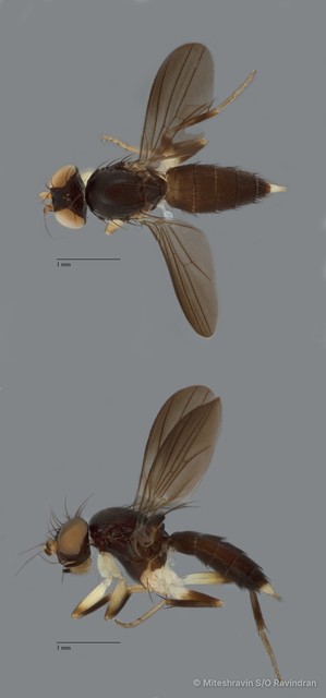 Clusiidae sp. "ZRCBDP0092276" • © Miteshravin S/O Ravindran • All Rights Reserved