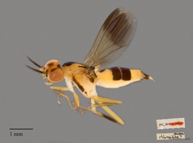 Clusiidae sp. "ZRCBDP0128095"