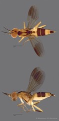 Clusiidae sp. "ZRCBDP0128095" • © Miteshravin S/O Ravindran • All Rights Reserved