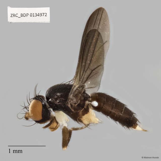 Clusiidae sp. "ZRCBDP0134972" • © Maimon Hussin • All Rights Reserved
